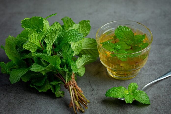 How to make lemon balm for weight loss